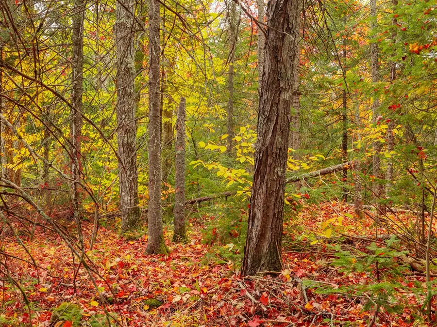 Lot 3A E Shore, Bergland, MI 49910 - #2