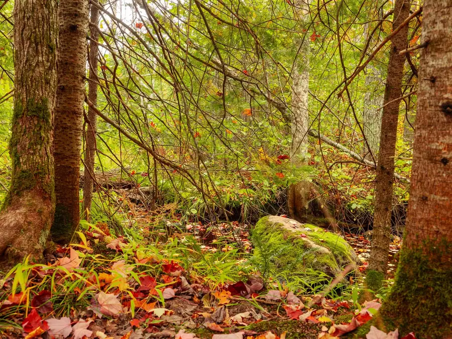 Lot 3A E Shore, Bergland, MI 49910 - #3