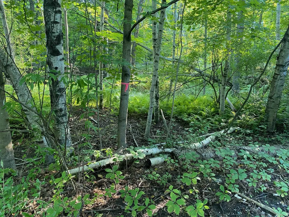 Allegheny, Evart, MI 49631 - Image #1