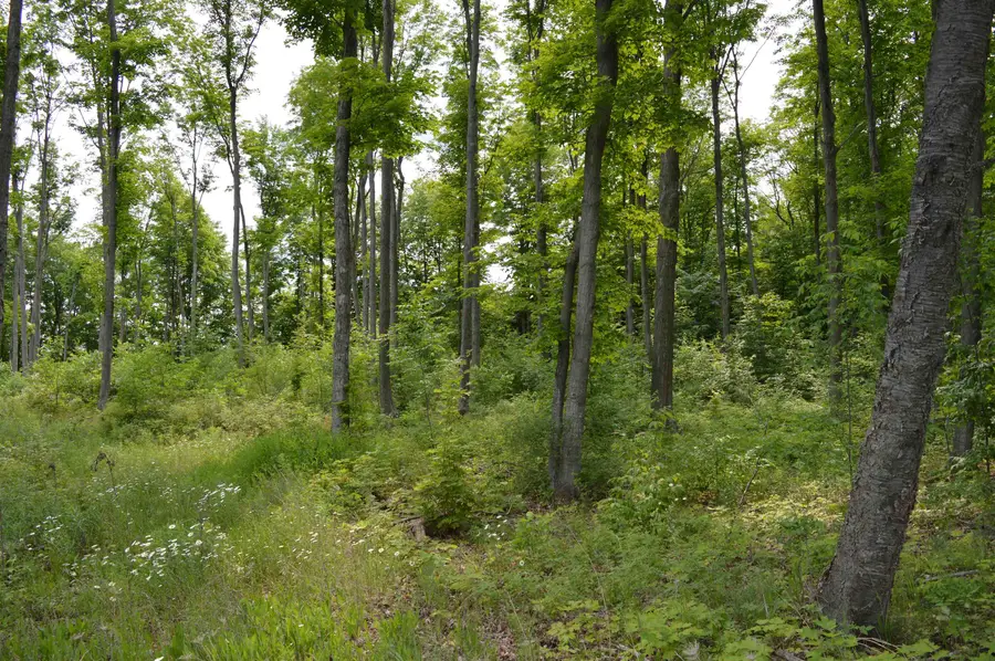 Sparling Road, E, Kingsley, MI 49649 - Image #2