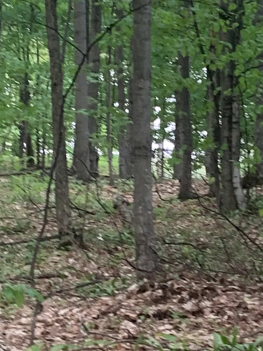 Unit 13 Golf, Bellaire, MI 49615 - #3