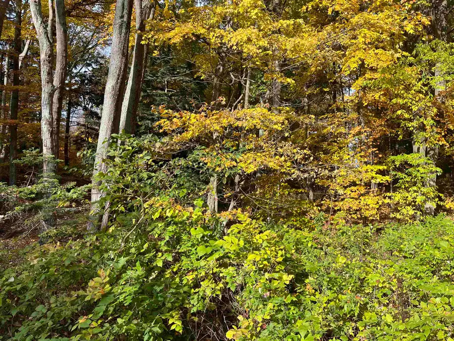 7 Beach, Frankfort, MI 49635 - #3