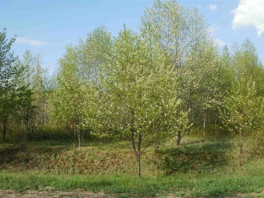 Lot 32 Spring Valley, Cadillac, MI 49601 - #3