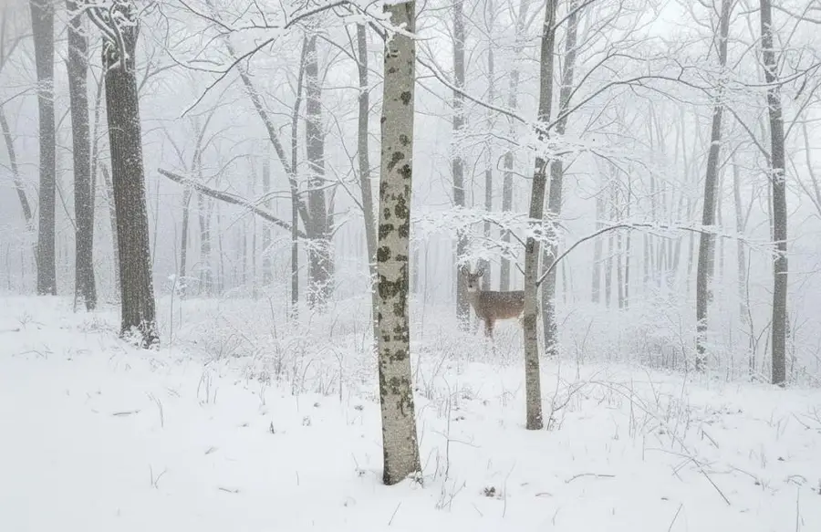 4169 Maple Hill, Grawn, MI 49637 - Image #2