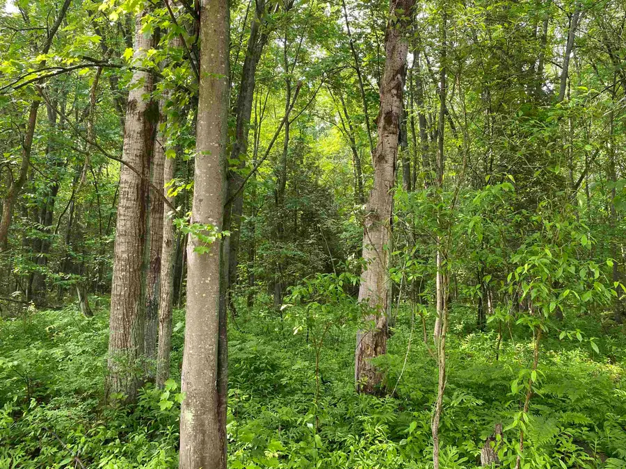 15991 Bentley, Thompsonville, MI 49683 - Image #3