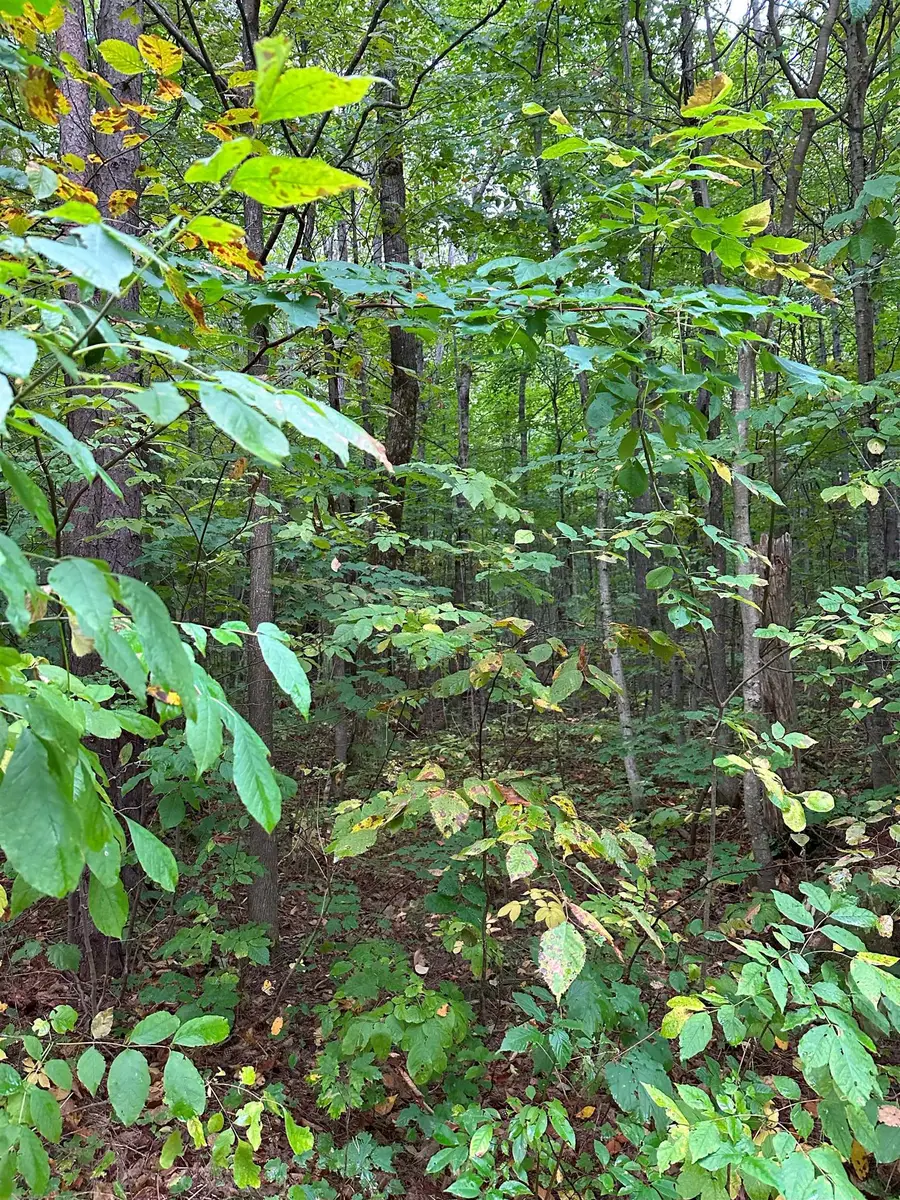 000 Woodland Drive Ne, Kalkaska, MI 49646 - Image #2