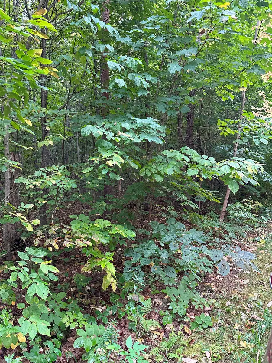 000 Woodland Drive Ne, Kalkaska, MI 49646 - Image #3