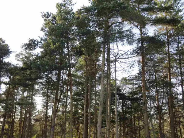 A Spruce Hollow, Fife Lake, MI 49633