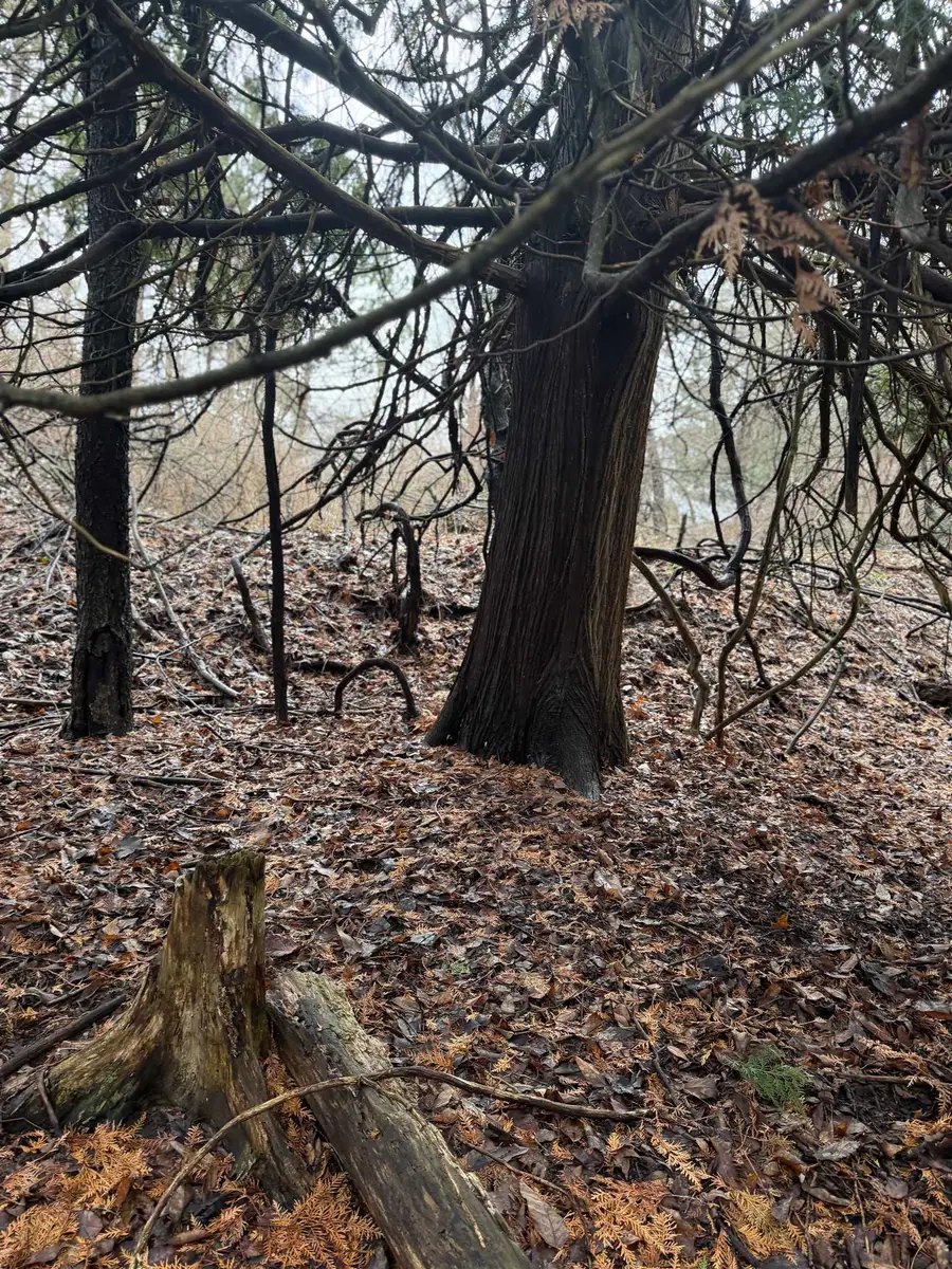 TBD Cedar, Mount Pleasant, MI 48858 - #2