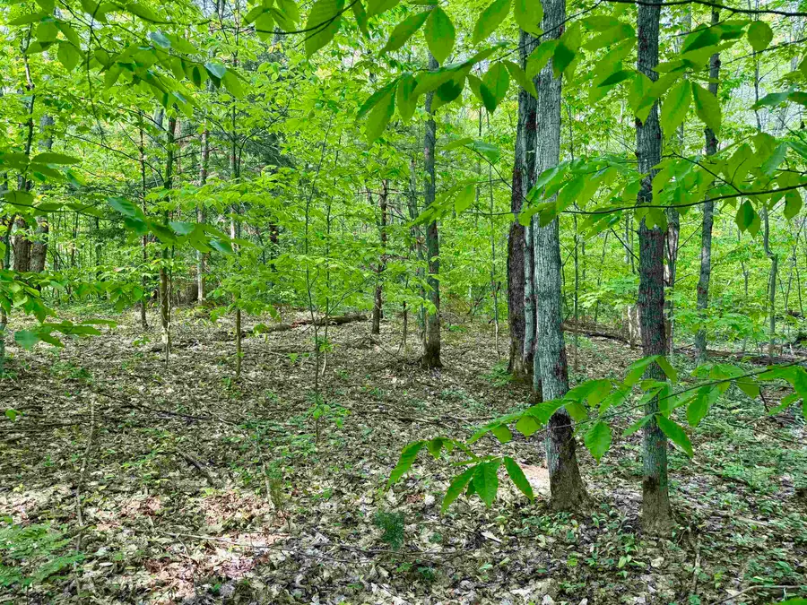 5766 E Shore, Kalkaska, MI 49646 - Image #2