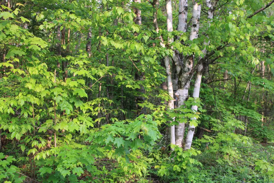 Snowridge, Elmira, MI 49730 - Image #3