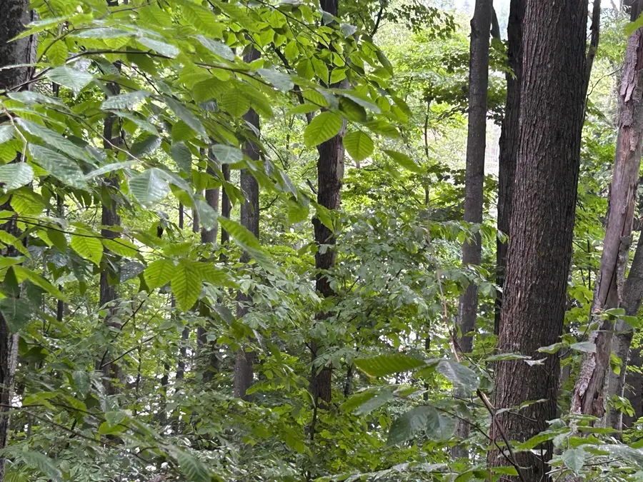 V/L Wildwood, Mancelona, MI 49659 - Image #3