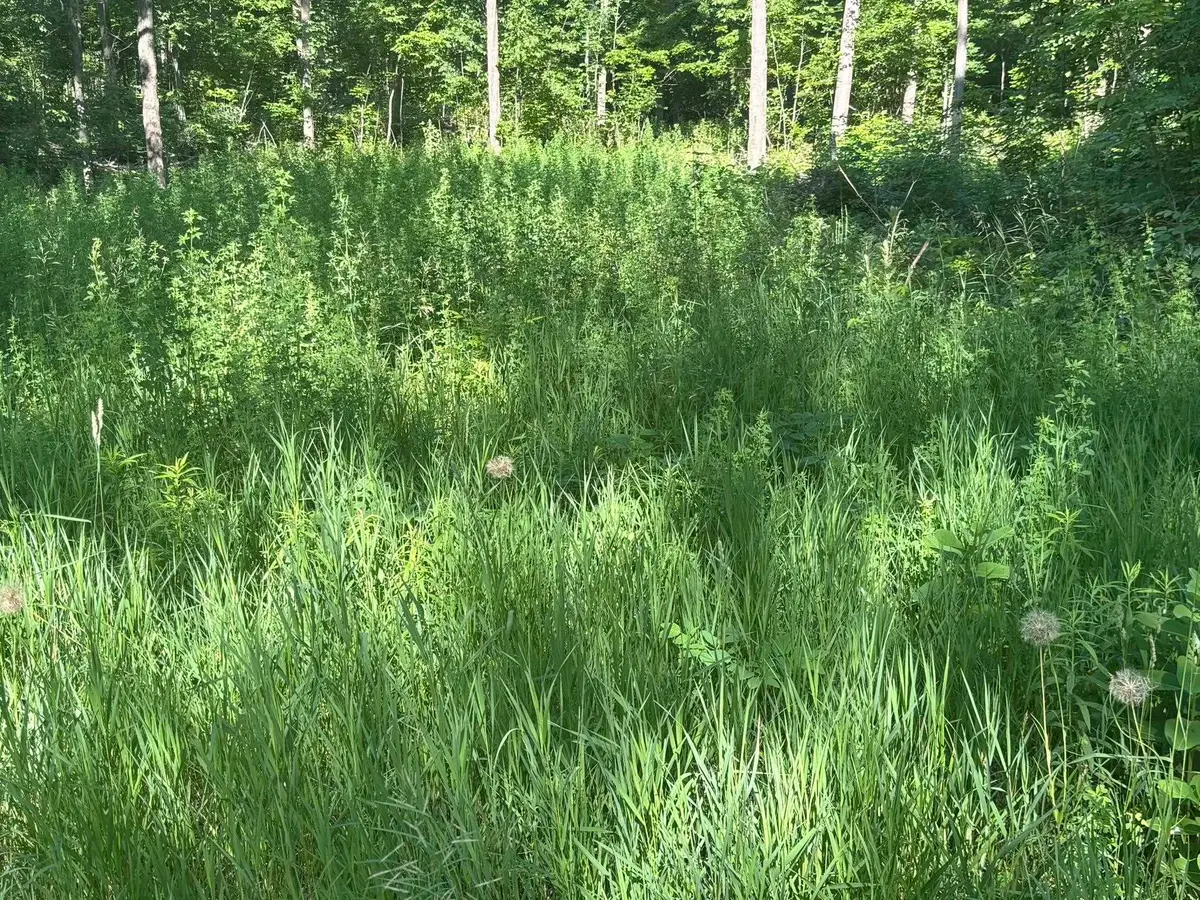 VL Forward, Lake City, MI 49651 - Image #1