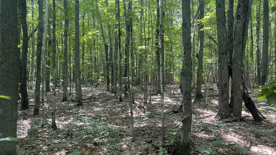 Lot 437 Northwood, Elmira, MI 49730 - Image #2