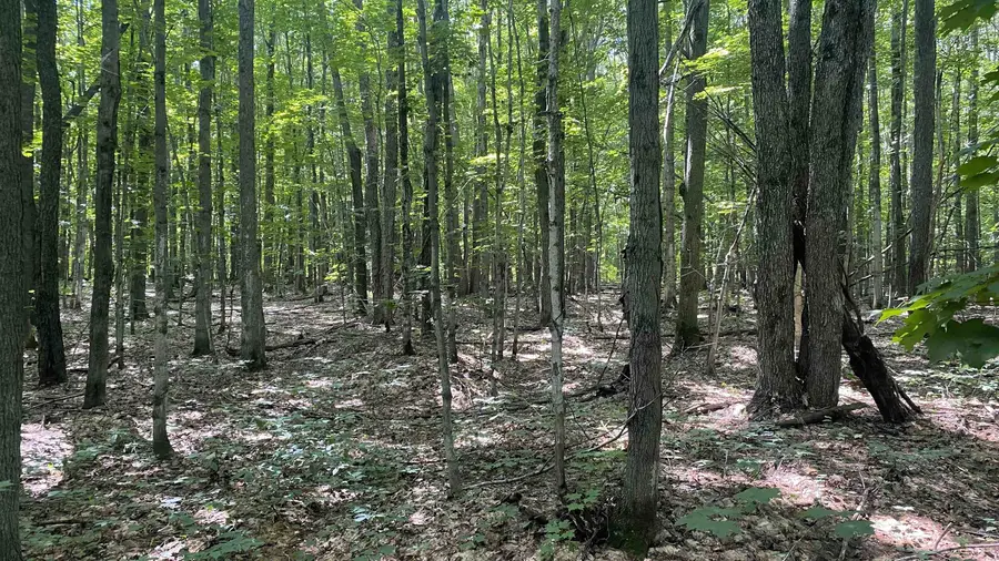 Lot 437 Northwood, Elmira, MI 49730 - Image #3