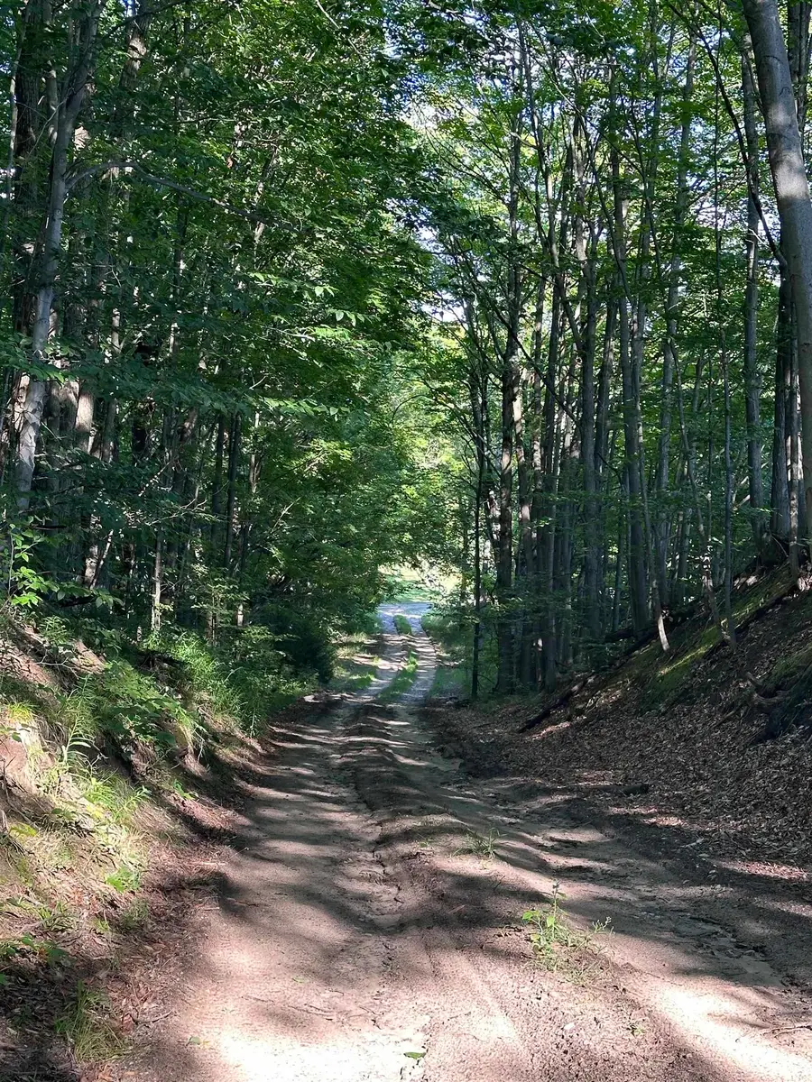 00 Hansel Strause E, Bellaire, MI 49615 - Image #2