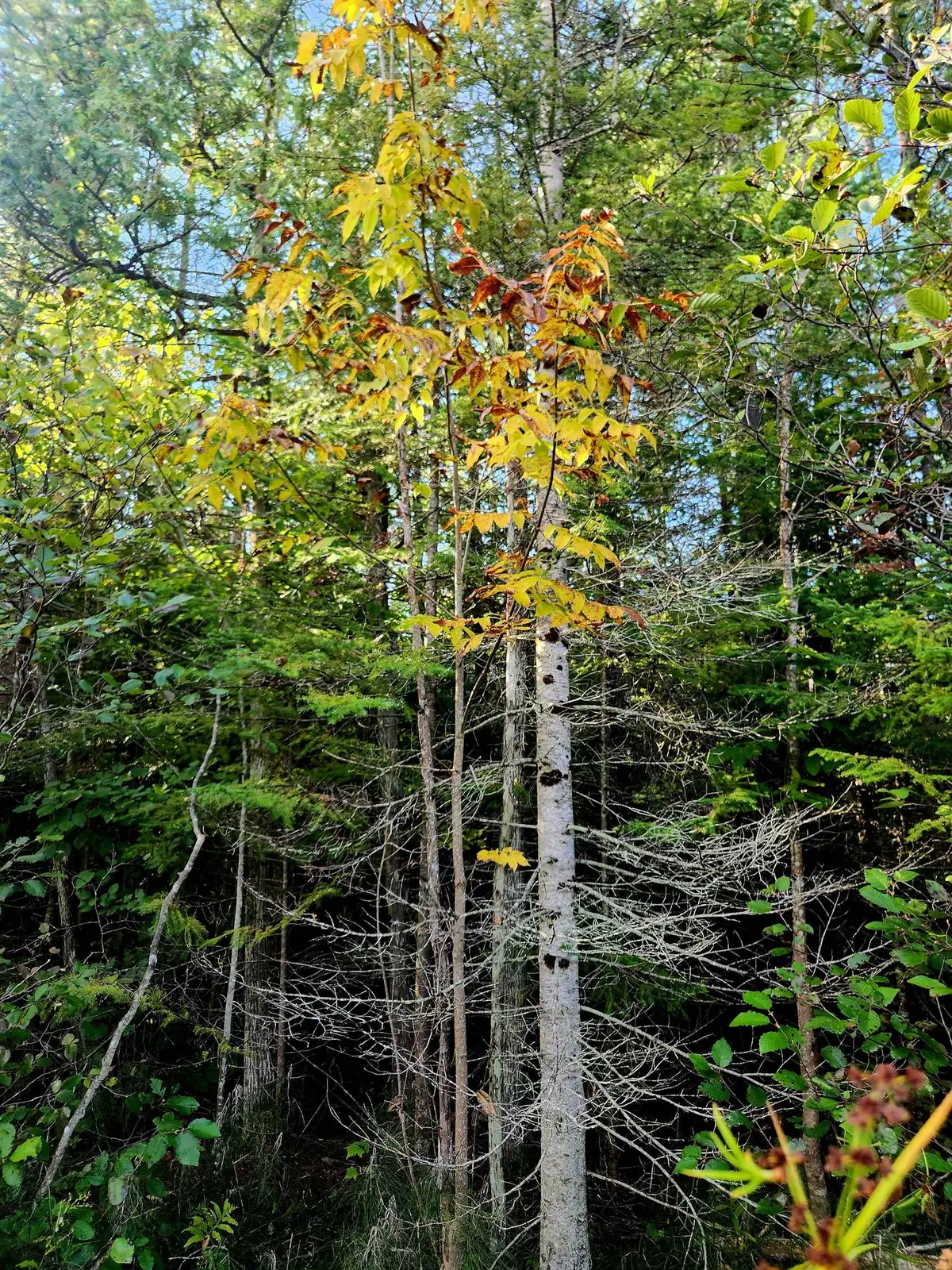 0 State, Kalkaska, MI 49646 - Image #1