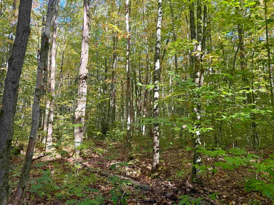 000 Bear, Kalkaska, MI 49646 - Image #2