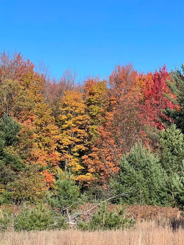 247 Blue Heron, Kalkaska, MI 49646