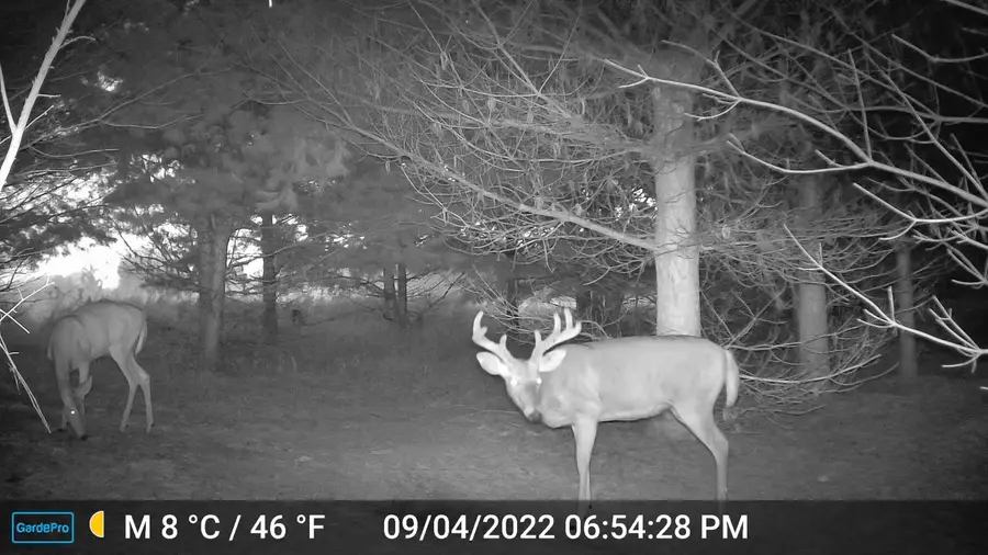 3626 90th, Evart, MI 49631 - Image #3