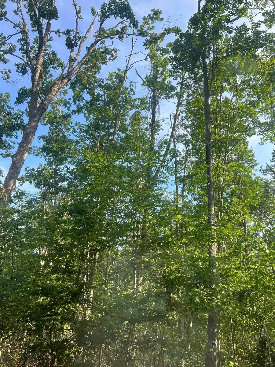 Lot 388 Wyndwood, Mancelona, MI 49659 - Image #2