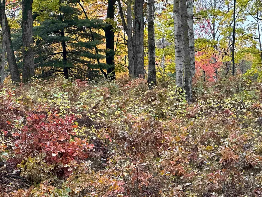 Lot #5 N Circle E, Farwell, MI 48622 - Image #2