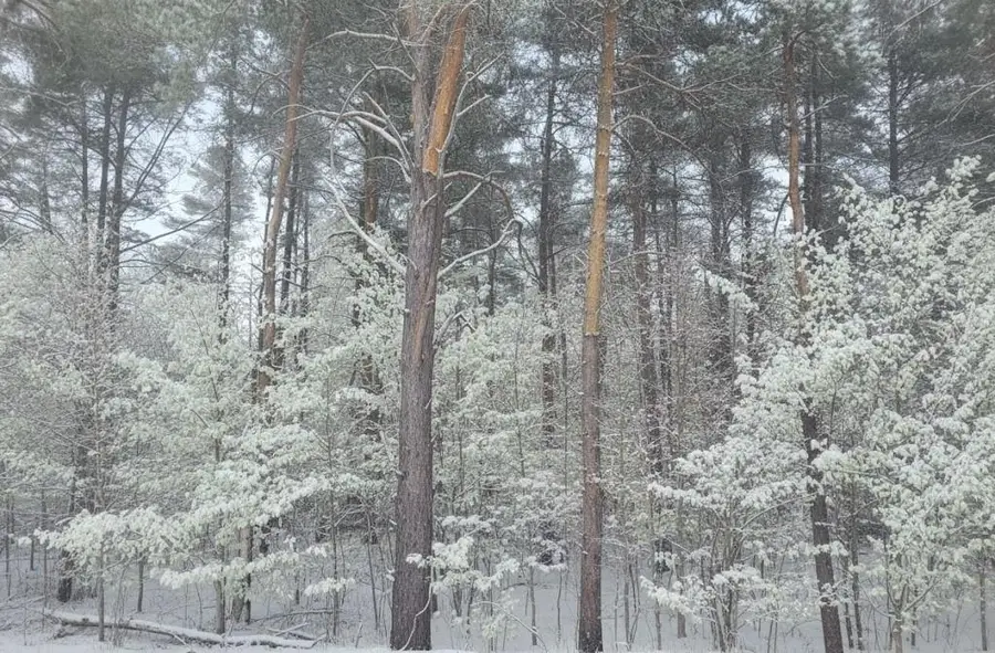 A Garfield, Kingsley, MI 49649 - #2