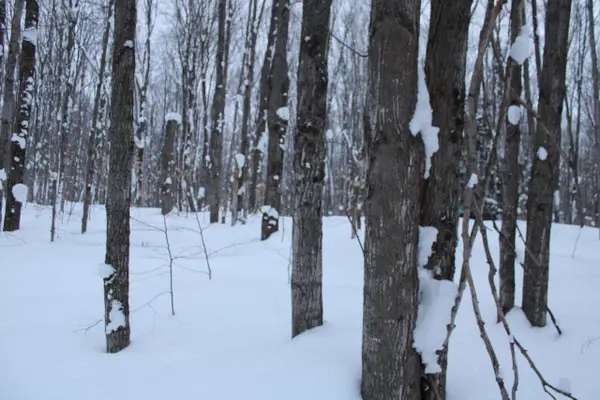 6583 NE Boulder, Mancelona, MI 49659