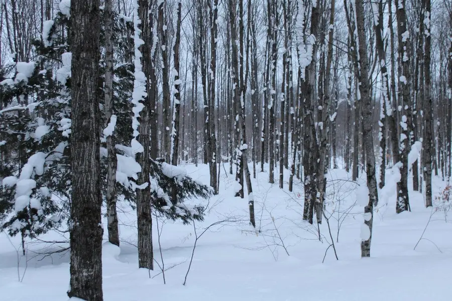 6583 NE Boulder, Mancelona, MI 49659 - Image #2