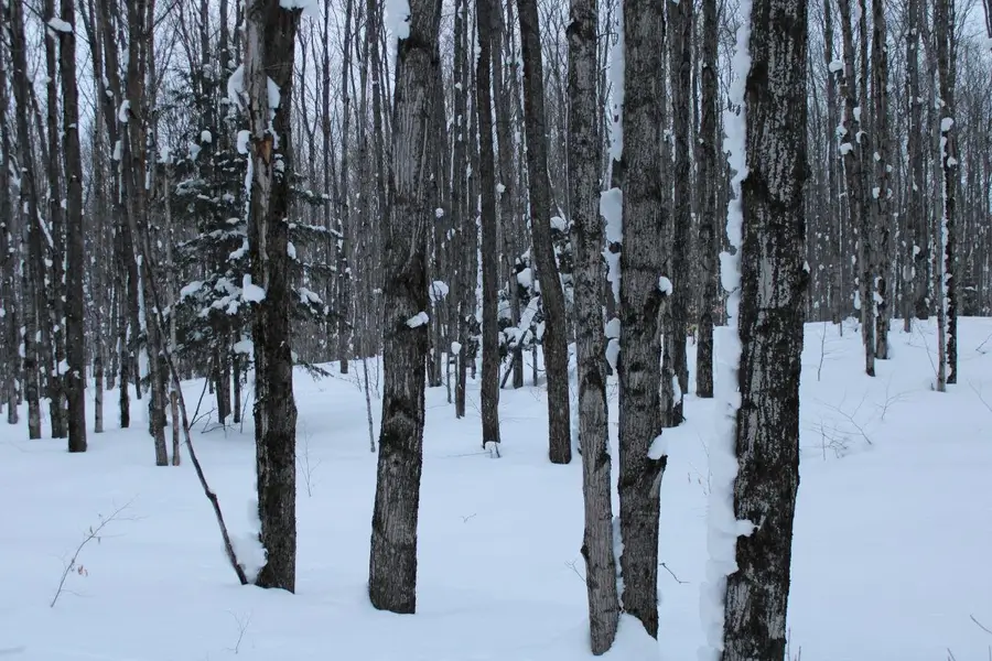 6583 NE Boulder, Mancelona, MI 49659 - Image #3