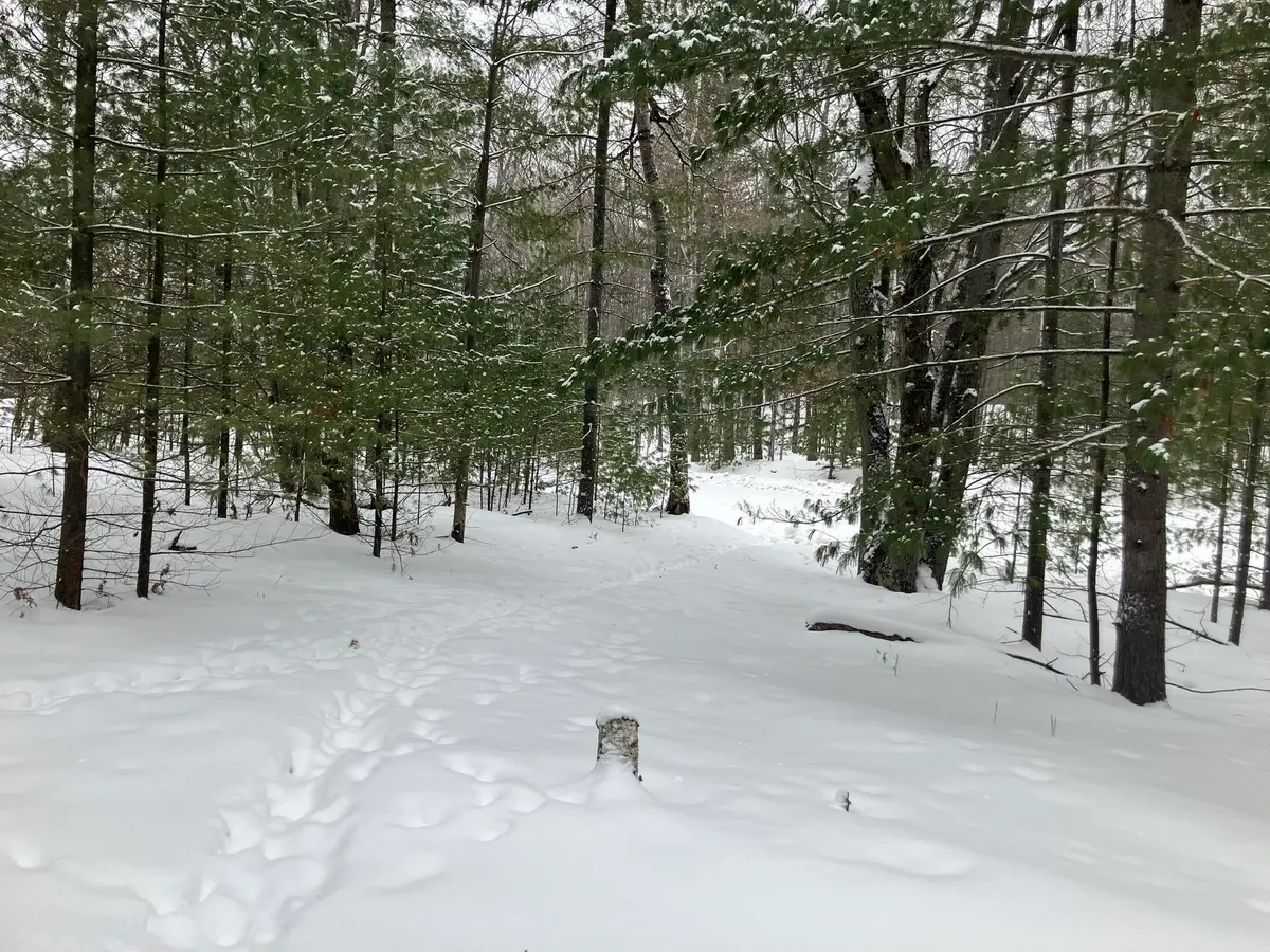 VL Wilderness, Alger, MI 48610 - Image #1