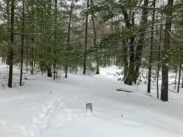 VL Wilderness, Alger, MI 48610