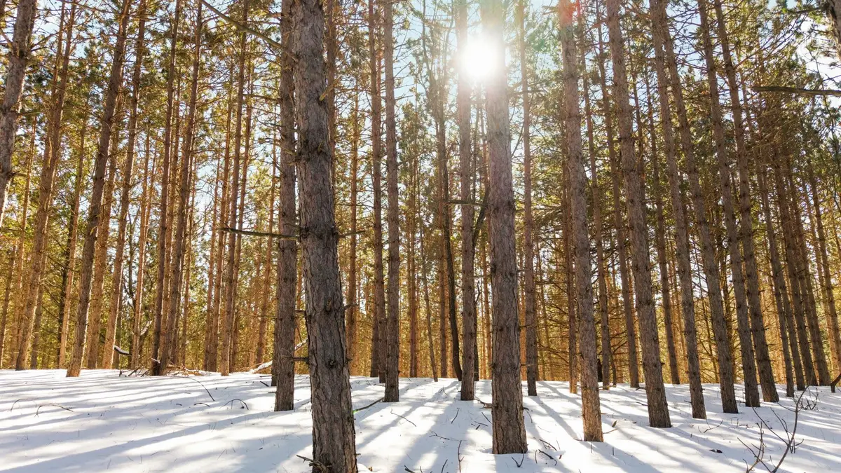 4811 Truax Lake, Williamsburg, MI 49690 - #1