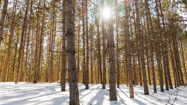 4811 Truax Lake, Williamsburg, MI 49690