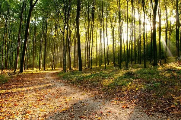 5408 W Fawn, Farwell, MI 48622