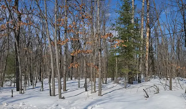 Lot 297 Nottingham, Frederic, MI 49733
