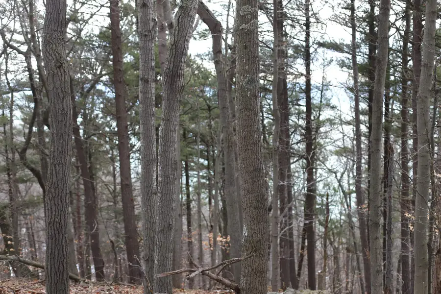 lot 5 Crystal View, Beulah, MI 49617 - #2