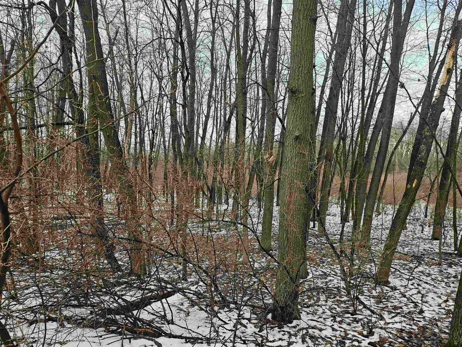 1013 Crown Pointe, Lake Isabella, MI 48893 - #2