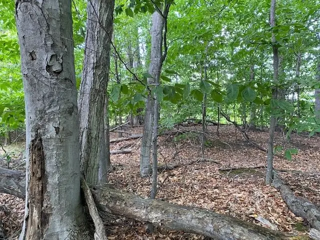 #7 Mooney, Kewadin, MI 49648 - #1