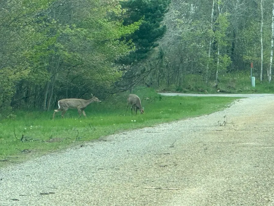 7 Fairway, Grayling, MI 49738 - #2