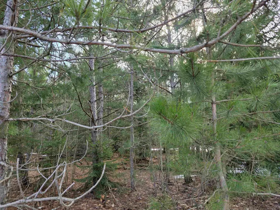 0001 Cedar River, Mancelona, MI 49659 - #2