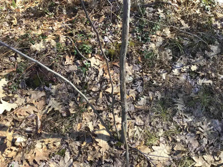 80 VL Mackinaw, Cadillac, MI 49601 - #3