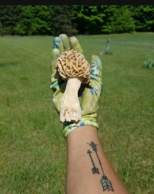 4340 S 7 1/2, Harrietta, MI 49638 - #3