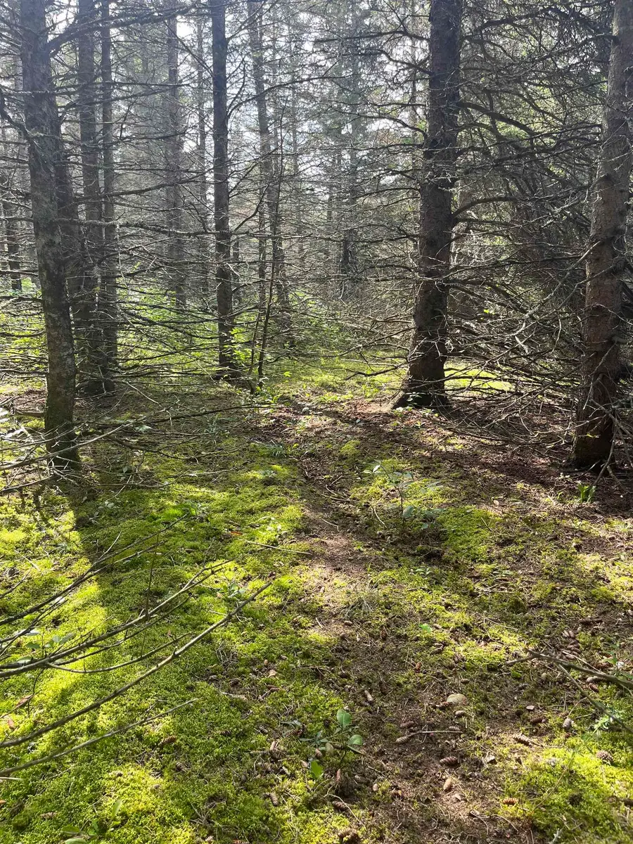 Maple City, Lake Ann, MI 49650 - #3