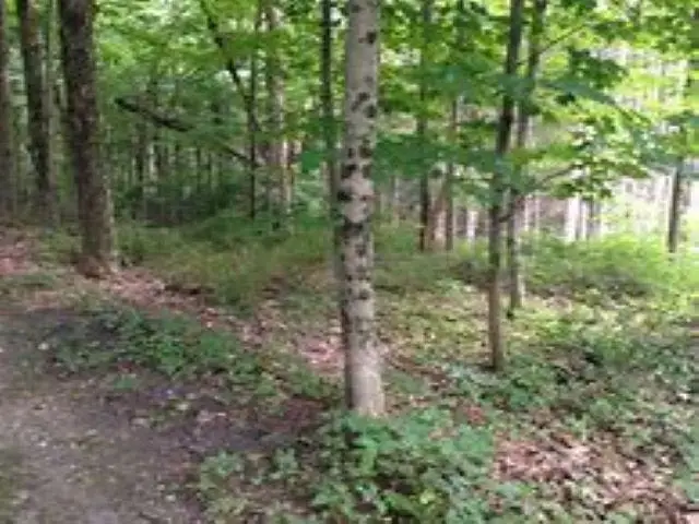 **** Poneytail, Petoskey, MI 49770 - #3