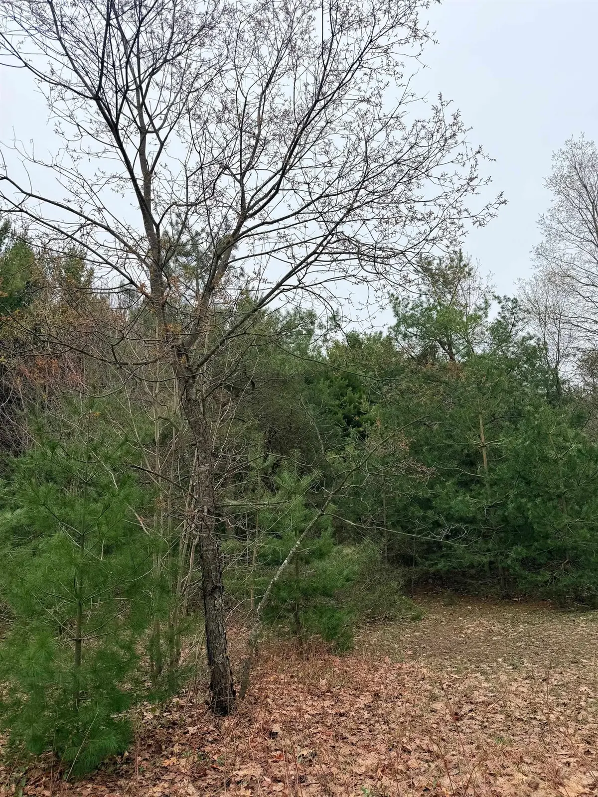 02 Woodland, Traverse City, MI 49684 - #1