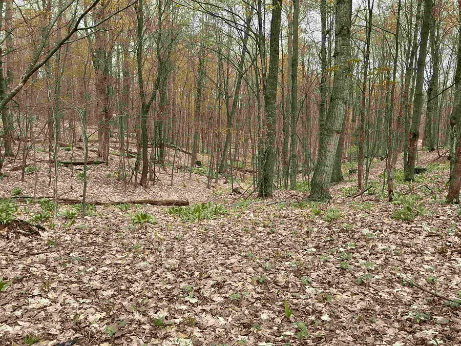 20 Acres Zimmerman, Clearwater, MI 49676 - #3