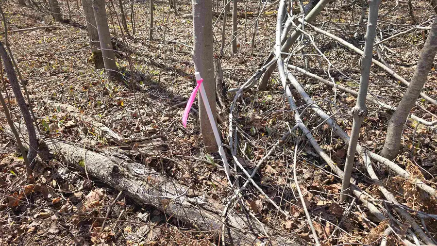 VL LOT 455 Pineview, Mancelona, MI 49659 - #2