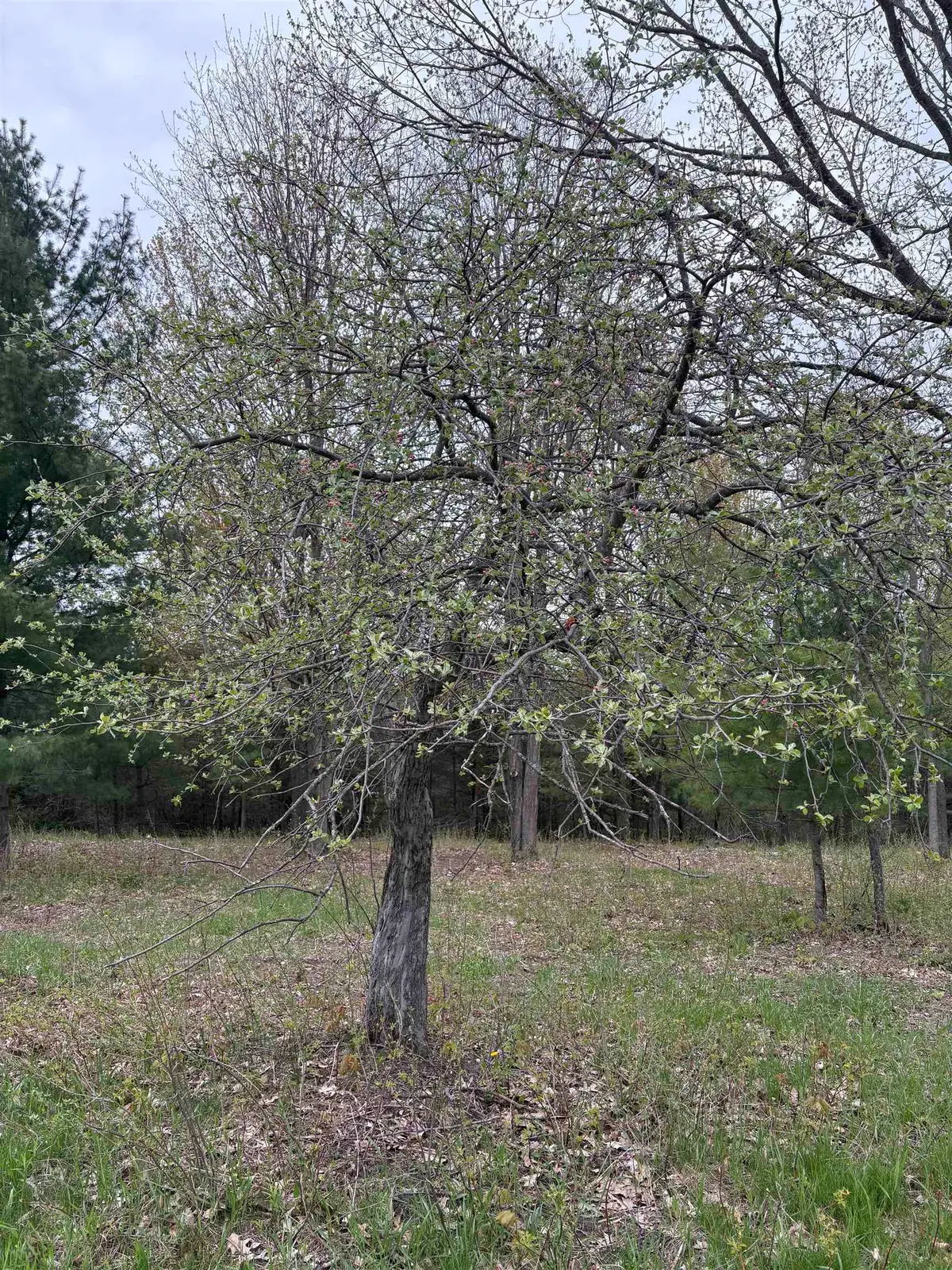 0 Shanty Creek, Bellaire, MI 49615 - #1