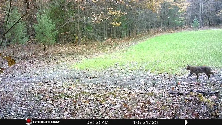 80X Henry, Alger, MI 48610 - #3